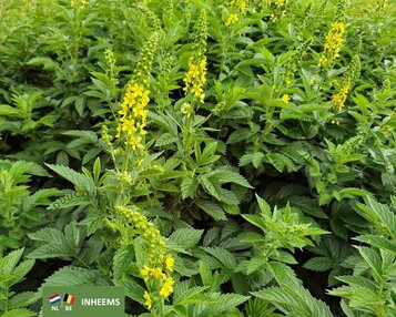 Agrimonia eupatoria image