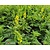 Agrimonia eupatoria