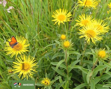 arnica montana image