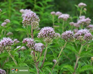 eupatorium cannabinum
