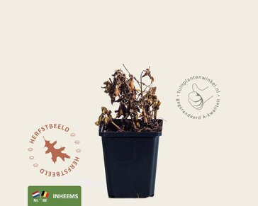 eupatorium cannabinum