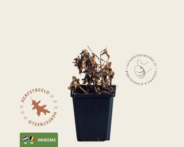 eupatorium cannabinum