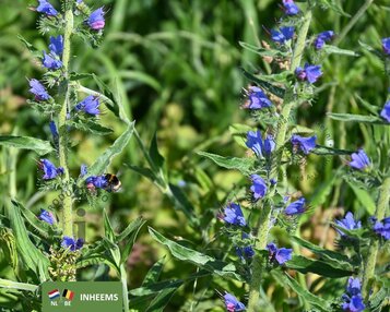 Echium vulgare image