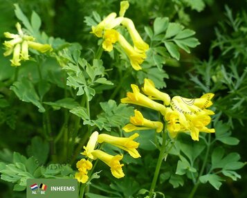 Corydalis lutea image
