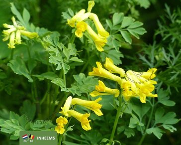 Corydalis lutea