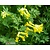 Corydalis lutea