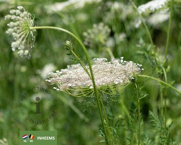 Daucus carota image