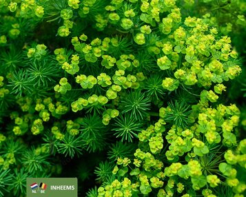 Euphorbia cyparissias image