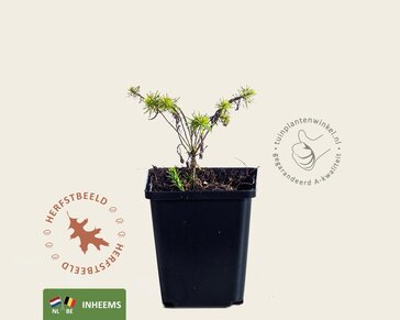 Euphorbia cyparissias