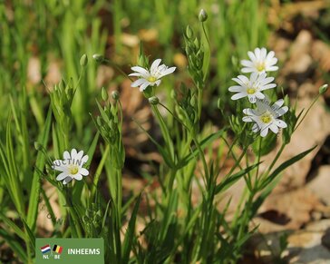 Cerastium arvense