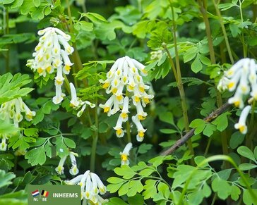 Corydalis ochroleuca