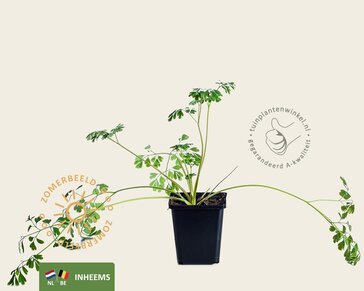 Corydalis ochroleuca