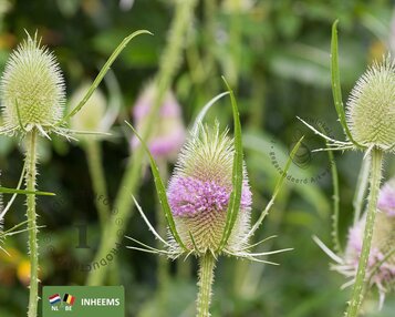 Dipsacus fullonum image