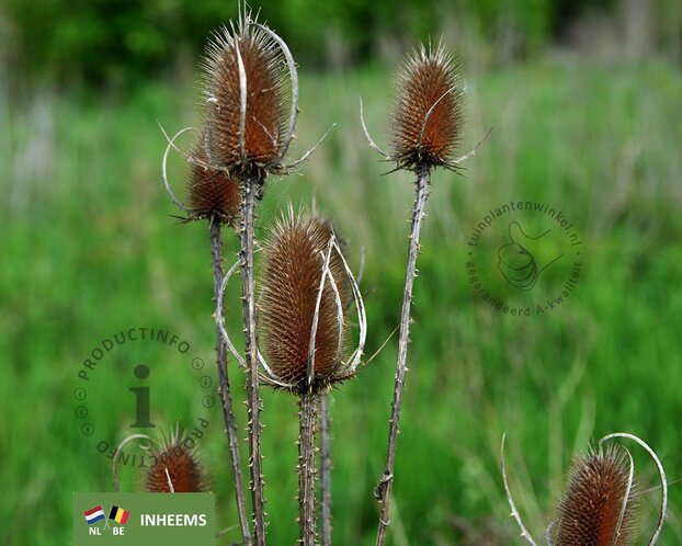 Dipsacus fullonum