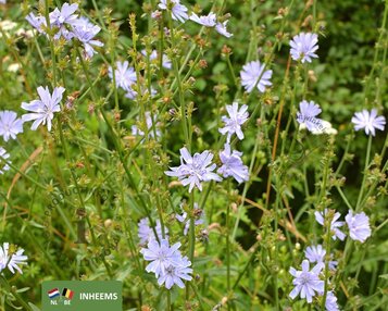 Cichorium intybus image