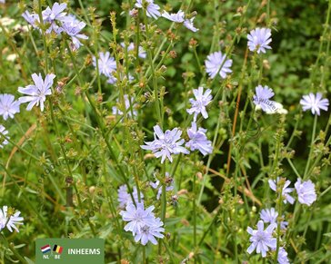 Cichorium intybus