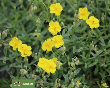 Helianthemum nummularium image