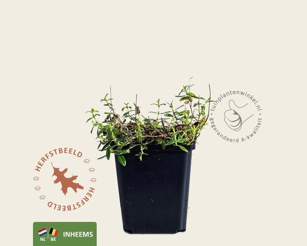 Helianthemum nummularium