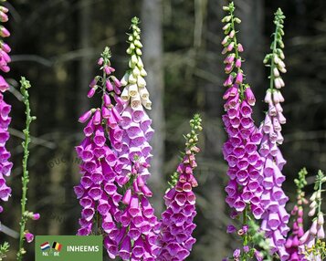 Digitalis purpurea image