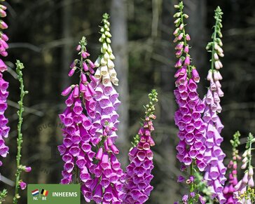 Digitalis purpurea