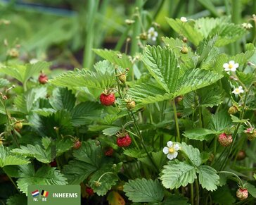 Fragaria vesca