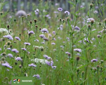 Knautia arvensis image