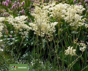 Filipendula vulgaris image