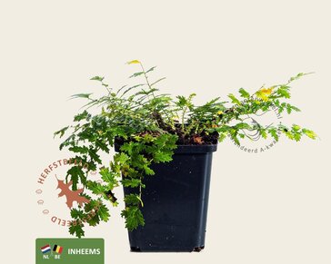 Filipendula vulgaris