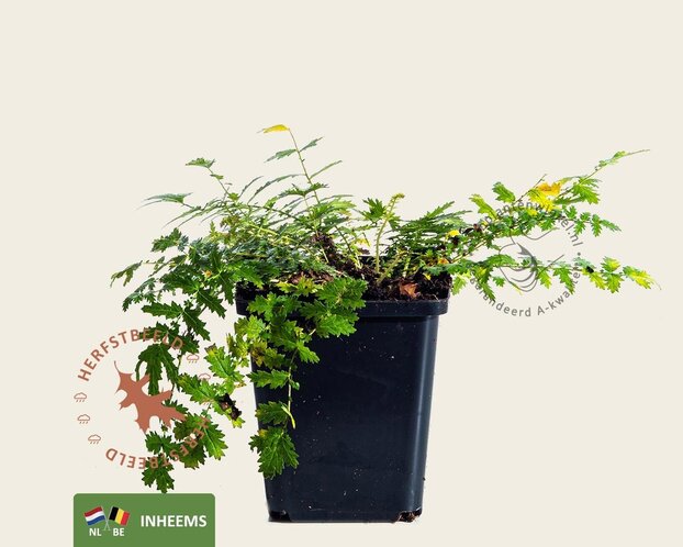 Filipendula vulgaris