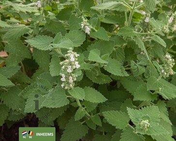 Nepeta cataria