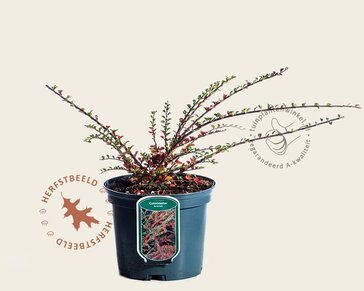 Cotoneaster horizontalis