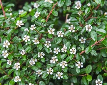 Cotoneaster horizontalis