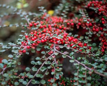 Cotoneaster horizontalis