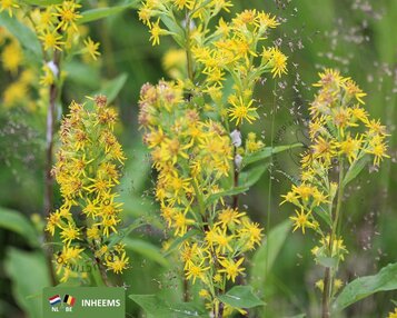 Solidago virgaurea image