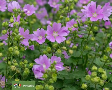 Malva moschata