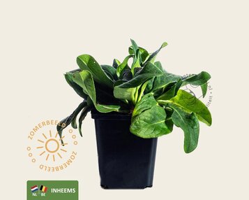 Succisa pratensis image