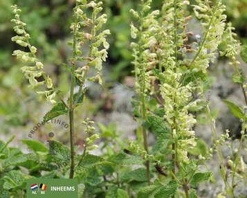 Teucrium scorodonia image