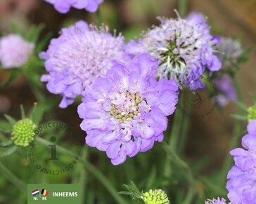 Scabiosa columbaria