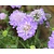 Scabiosa columbaria