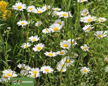 Leucanthemum vulgare image