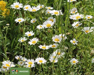 Leucanthemum vulgare