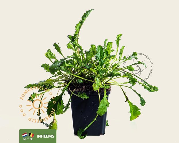 Leucanthemum vulgare