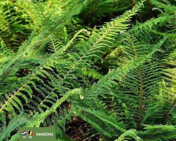 Polystichum setiferum image