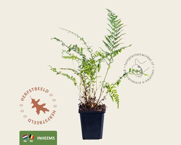 Polystichum setiferum