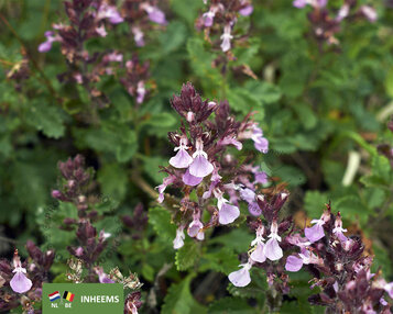 Teucrium chamaedrys image