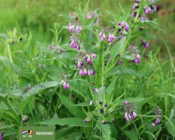 Symphytum officinale image