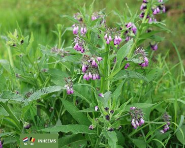 Symphytum officinale