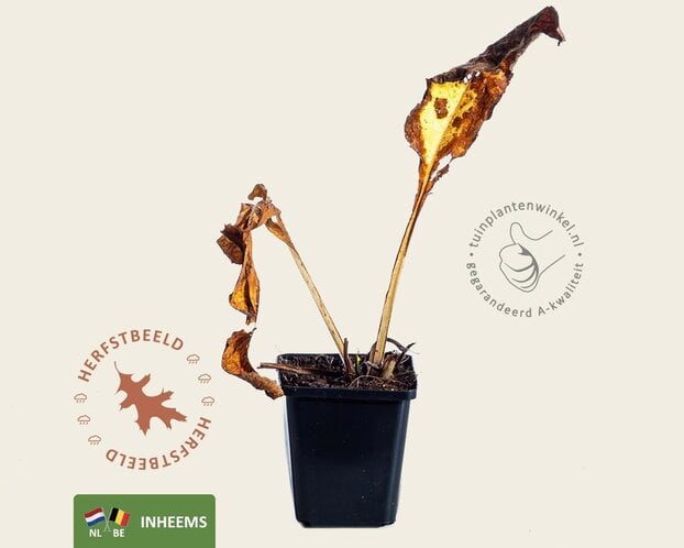 Symphytum officinale