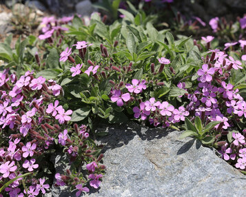 Saponaria ocymoides image