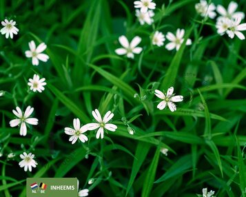 Stellaria holostea image